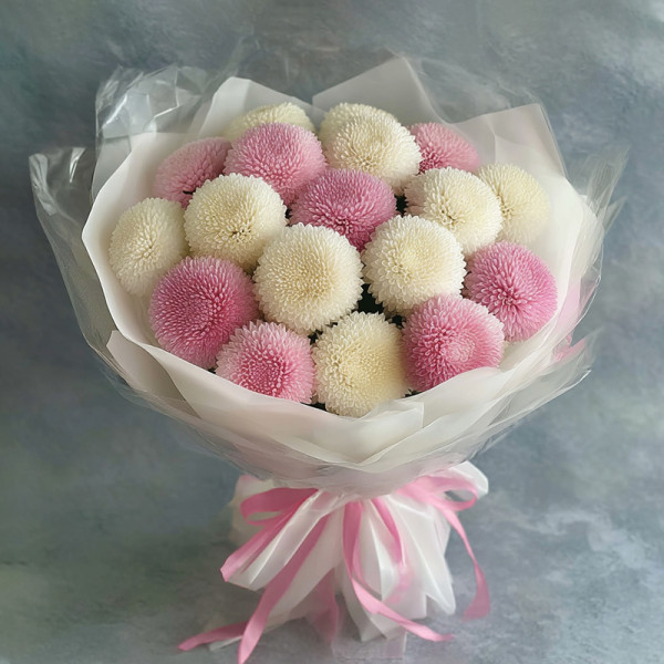 Tender Chapters of Pink - and - White Pompon Chrysanthemums